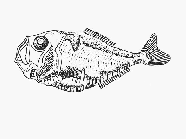 (Polyipnus Günther, 1887) Род Полиипнусы, Топорикиполиипнусы, Полиипны